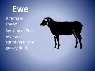 Ewe
