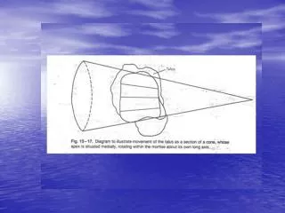 Subtalar joint