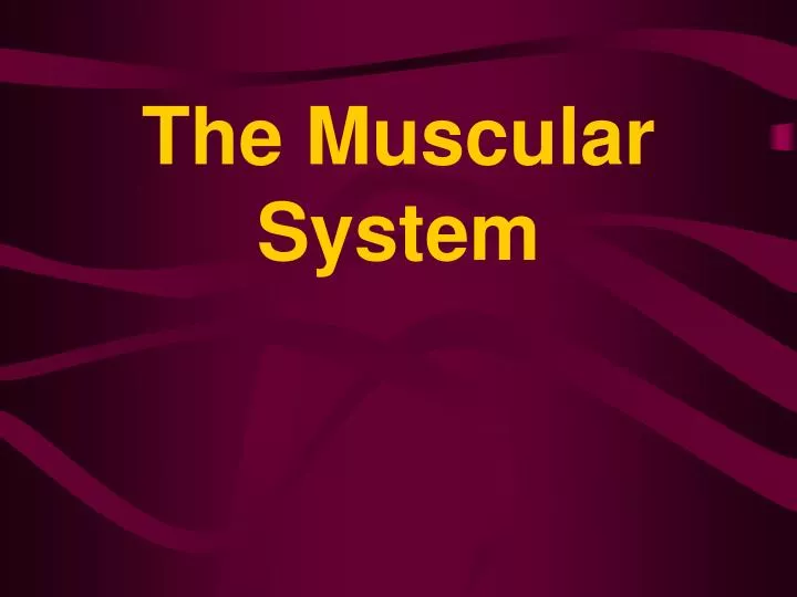 the muscular system