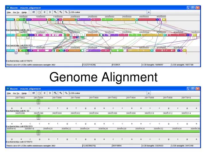 genome alignment