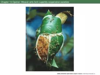 Chapter 13 Opener: Weaver ants form superbly cooperative societies