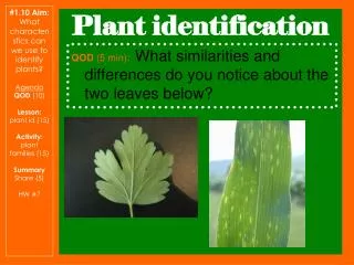 Plant identification