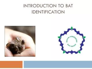 Introduction to Bat Identification