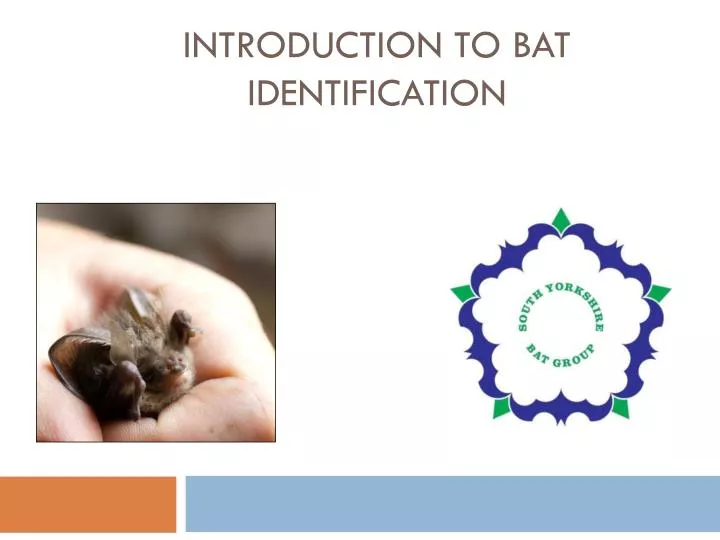introduction to bat identification