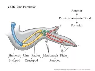 Ch16 Limb Formation