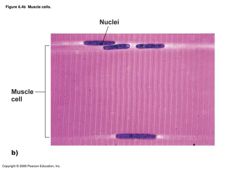 figure 6 4b muscle cells