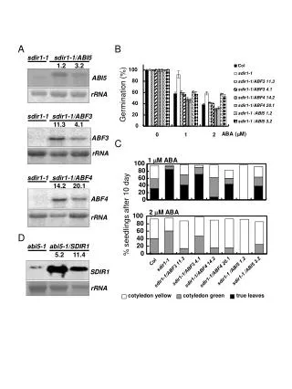 rRNA