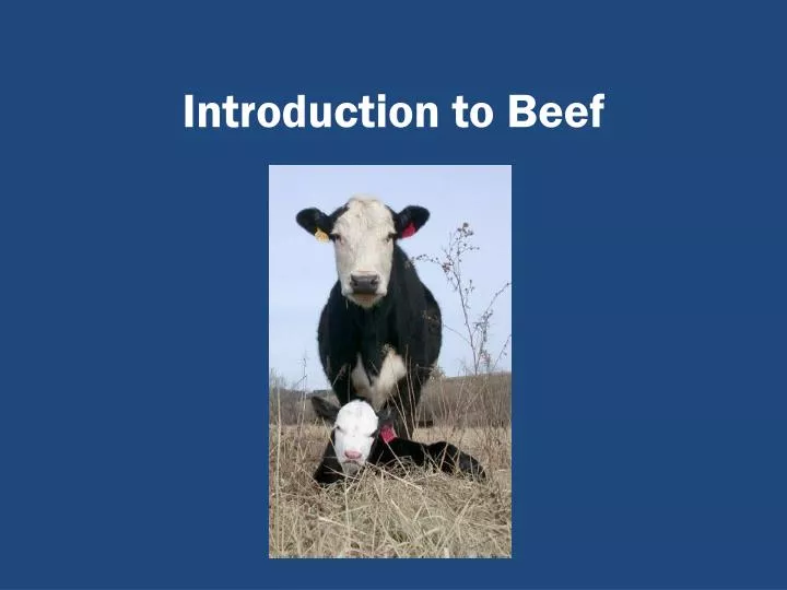 introduction to beef