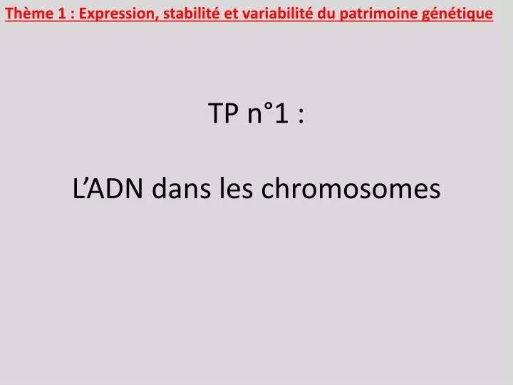 tp n 1 l adn dans les chromosomes