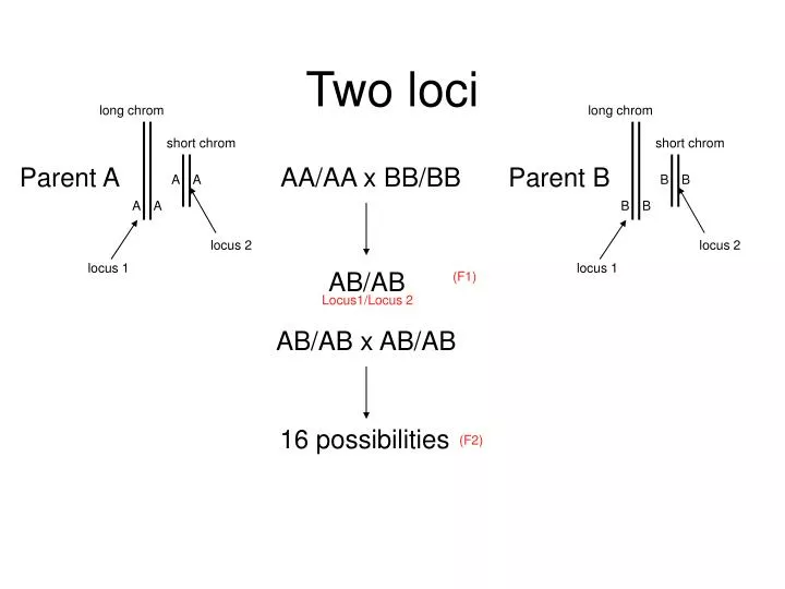 two loci