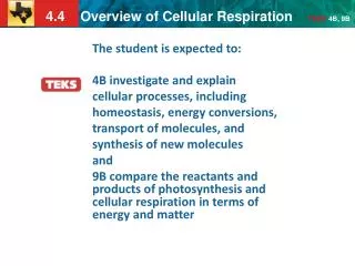 The student is expected to: 4B investigate and explain cellular processes, including
