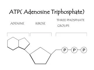 ATP( Adenosine Triphosphate)