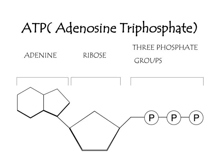 atp adenosine triphosphate