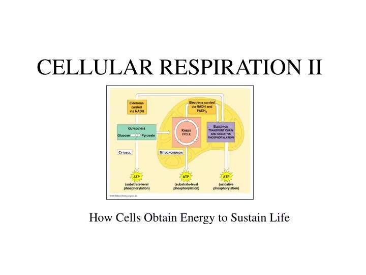 cellular respiration ii