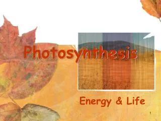 photosynthesis