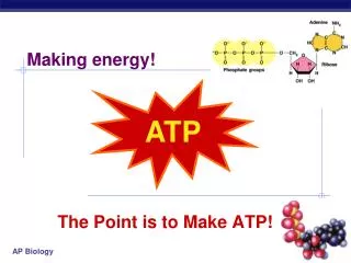 The Point is to Make ATP!