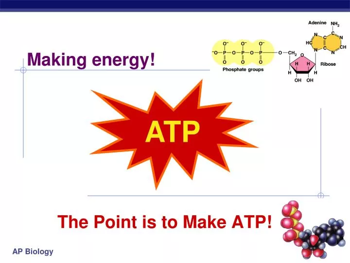 the point is to make atp