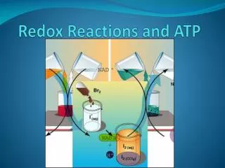 Redox Reactions and ATP