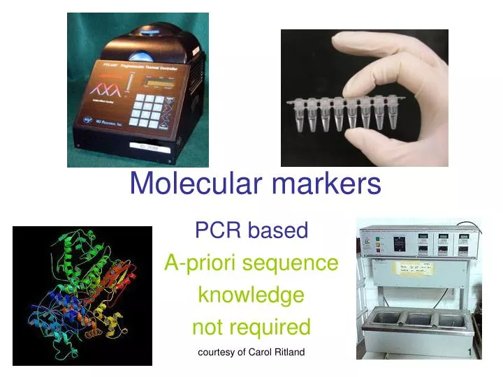 molecular markers