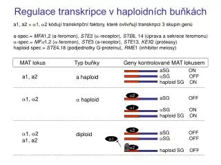 regulace transkripce v haploidn ch bu k ch