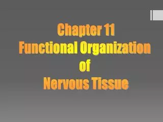 Chapter 11 Functional Organization of Nervous Tissue