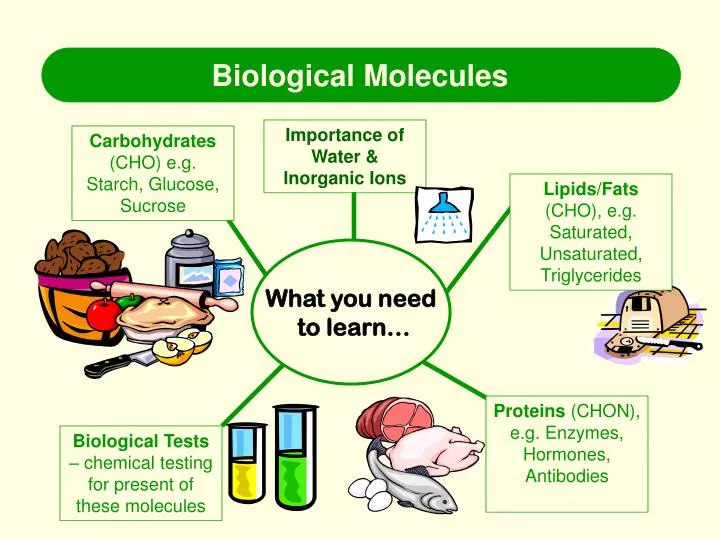 biological molecules