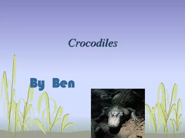 crocodiles