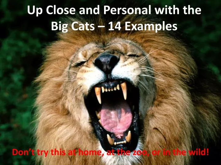 up close and personal with the big cats 14 examples