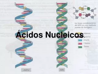 cidos nucleicos