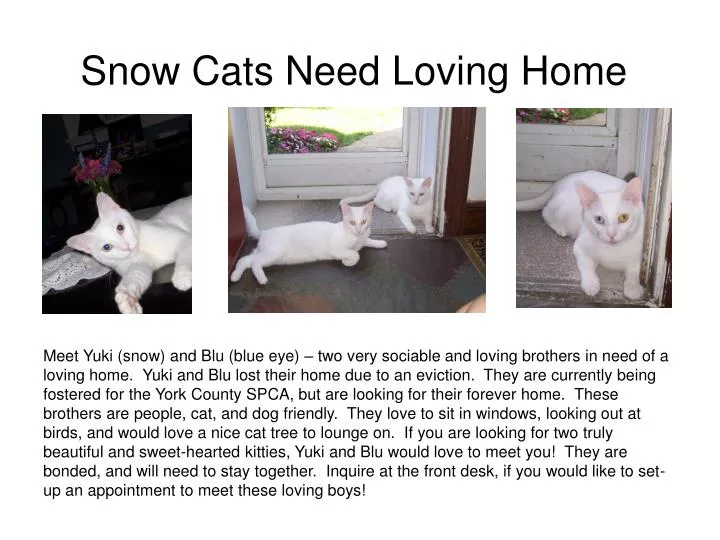 snow cats need loving home