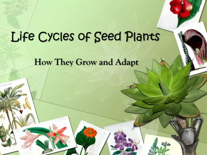 life cycles of seed plants