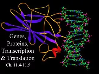 Genes, Proteins, Transcription &amp; Translation