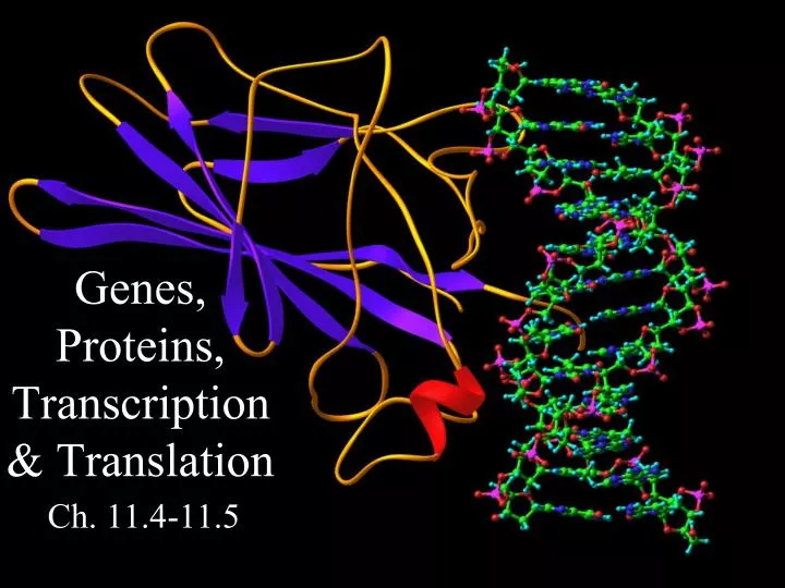 genes proteins transcription translation