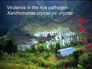 Virulence in the rice pathogen Xanthomonas oryzae pv. oryzae