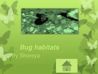 Bug habitats