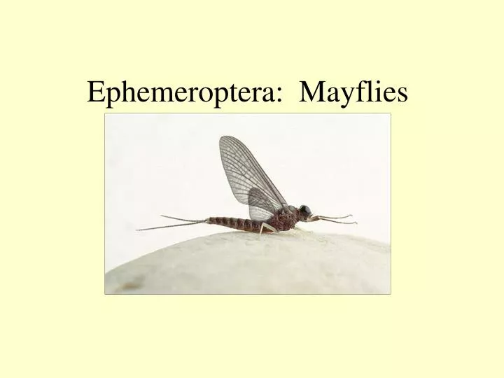 ephemeroptera mayflies