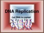 PPT - DNA Replication PowerPoint Presentation, free download - ID:3085236