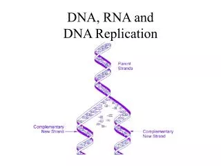 DNA, RNA and DNA Replication