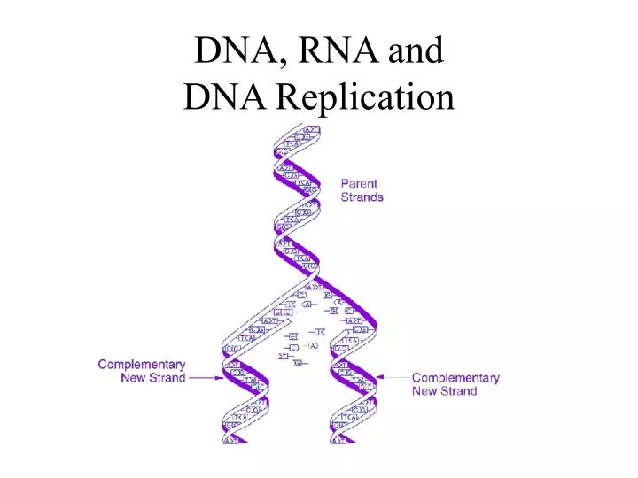 dna rna and dna replication