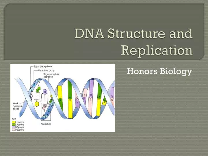 dna structure and replication