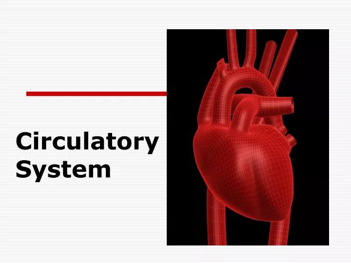 circulatory system