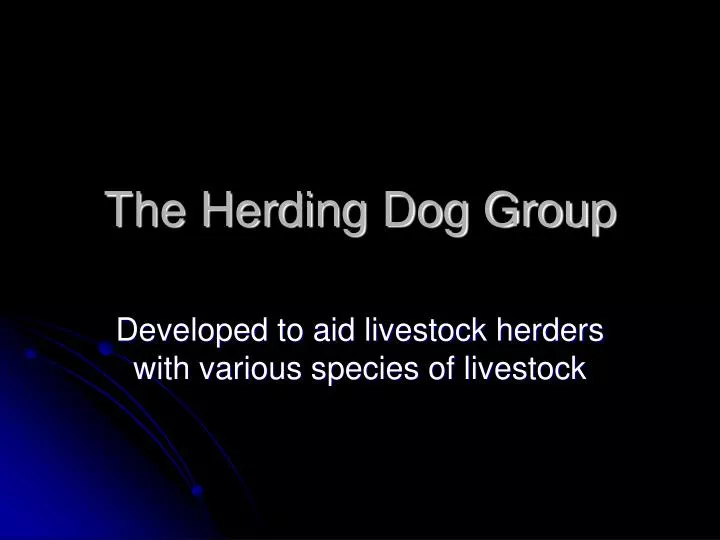 the herding dog group