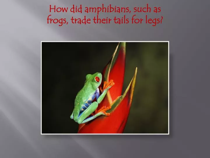 how did amphibians such as frogs trade their tails for legs