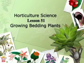 Horticulture Science Lesson 51 Growing Bedding Plants