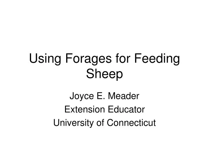 using forages for feeding sheep