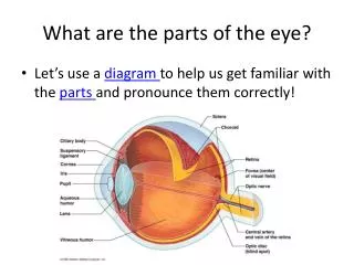 What are the parts of the eye?