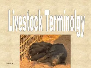Livestock Terminolgy