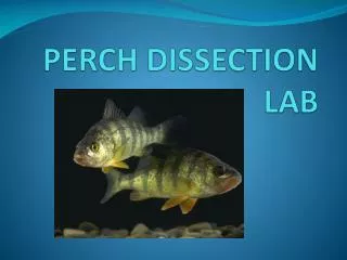 PERCH DISSECTION LAB