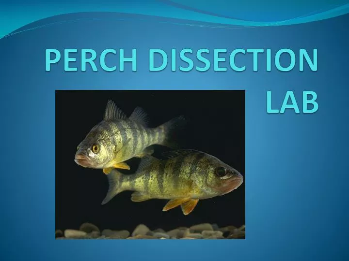 perch dissection lab