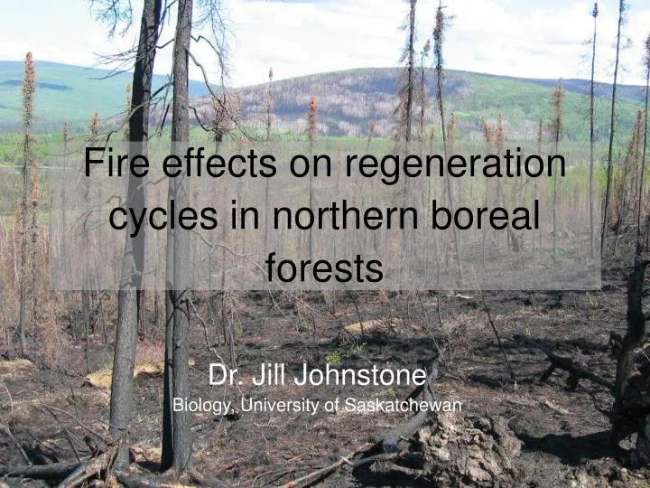 fire effects on regeneration cycles in northern boreal forests